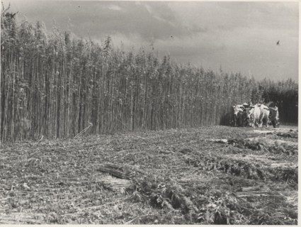 Hemp cutting