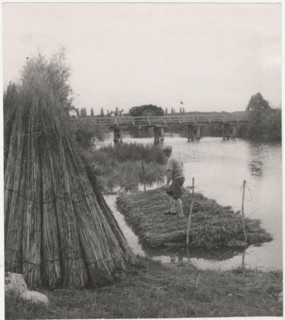 Hemp maceration in Indre et Loire, France
