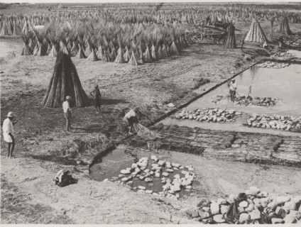 Hemp cultivation in Frattamaggiore