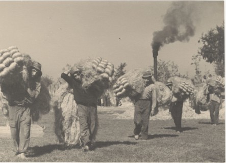 Hemp cultivation