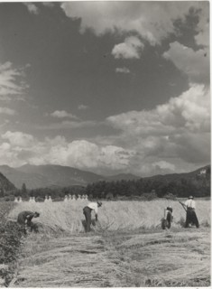 Mowing of grain