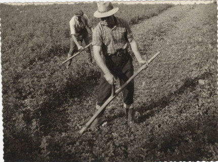 Harvesting