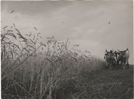 Harvesting