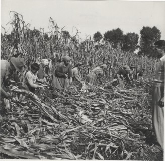 Maize harvest in Cremona