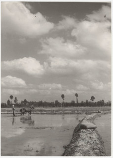 Preparing for the sowing of rice seeds in the countryside of Vercelli: the flattening of the field