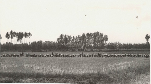 Paddy field