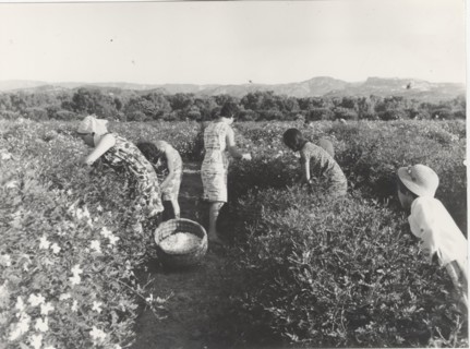 Jasmine flowers harvest in Reggio Calabria
