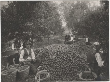 Mandarin harvest