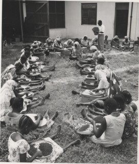Handpicking cloves for export