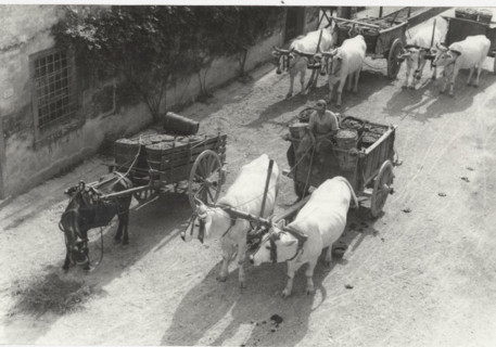 Boxes full of grapes carried to the village after the harvest