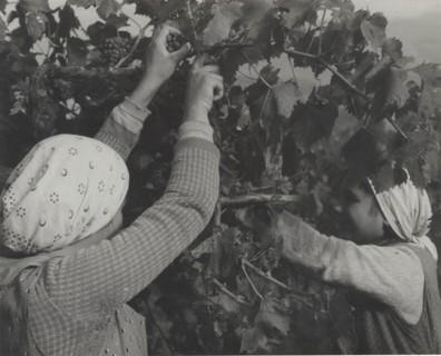 Grape harvest