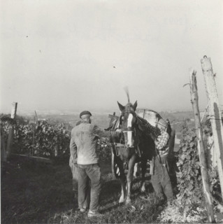 Barbera vineyard