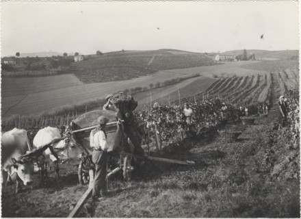 Grape harvest in Monferrato hills