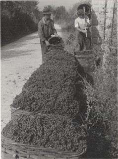 Grape harvest in Monferrato