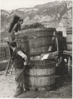 Grape harvest