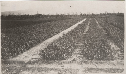 Eucalyptus trees cultivation