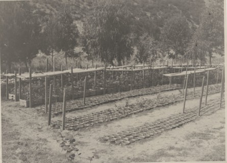 Plant Nursery