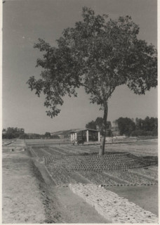 Eucalyptus trees nursery in Sicily