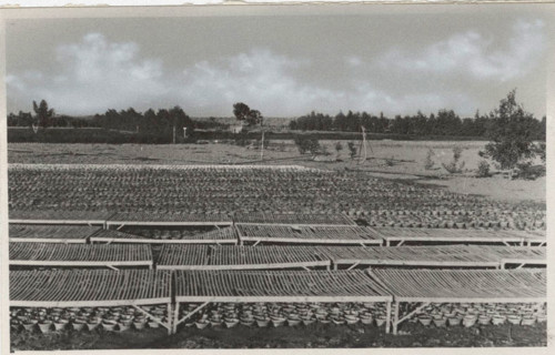 Eucalyptus trees nursery in Sicily