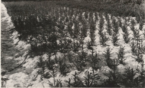 Abiens Picea Excelsa nursery