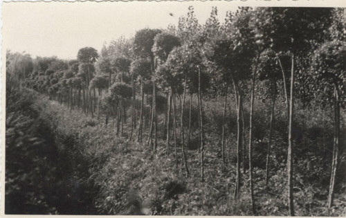 Ligustrum sinense nursery