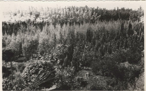 Conifer plantation