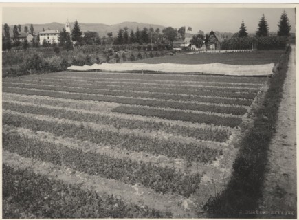 Celarda nursery. Feltre, Italy.