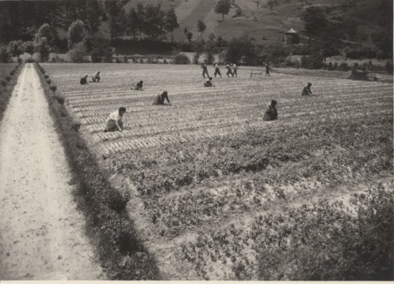 Celarda nursery. Feltre, Italy.