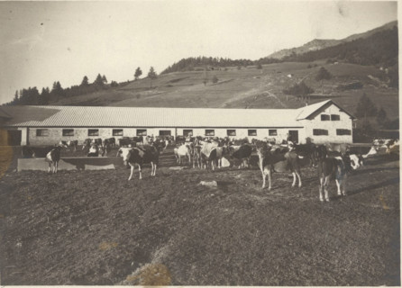 Experimental Mountain pasture the stable