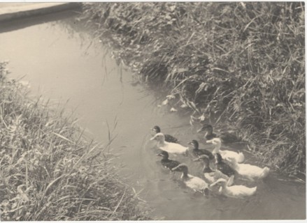 Ducks