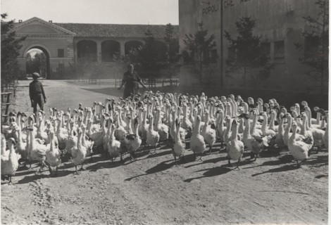 Gooses in Vercelli countryside
