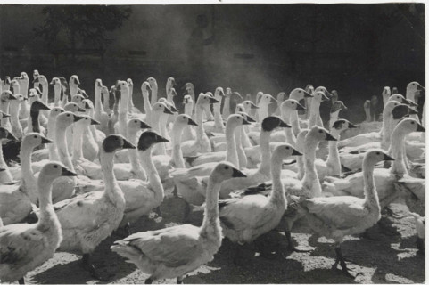 Lomellina Gooses
