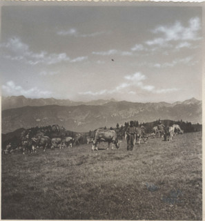Grazing animals