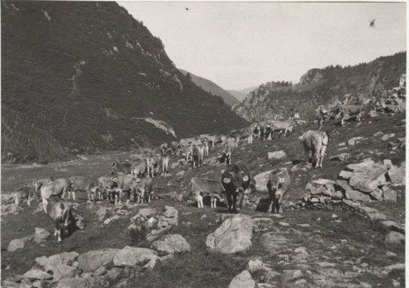 Mountain pasture