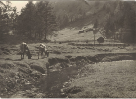 Mountain pasture. Riva di Tures,
