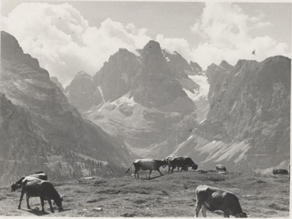 Mountain pasture on Monte Spinale. Madonna di Campiglio, Italy