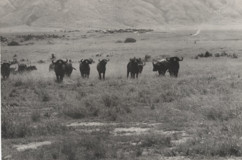 Buffalos. Virunga National Park, Congo