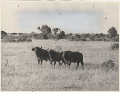 Buffalos
