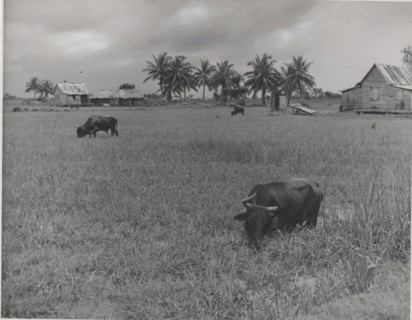 Buffalos