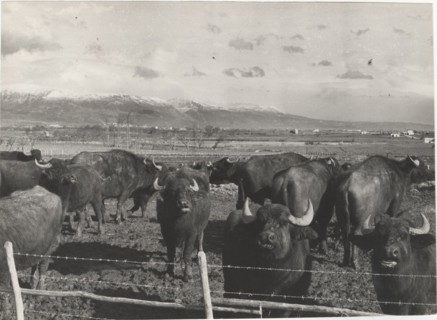 Buffalos behind a fence