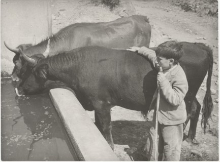 Oxes at the drinking trough