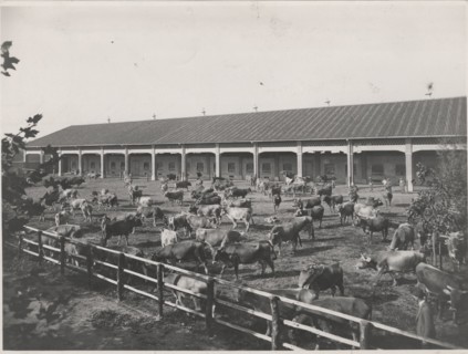 Dairy cattle. Lodi, Italy