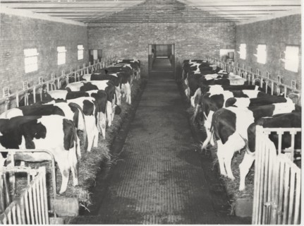 Dairy cattle. Maremma, Italy