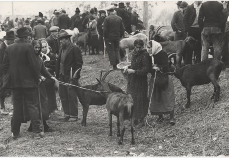 Cattle fair. Pont Saint Martin, Italy