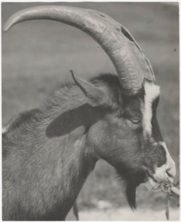 Head of goat