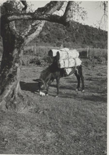 Donkey. Montefiascone, Italy