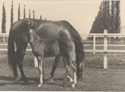 Race horse farm