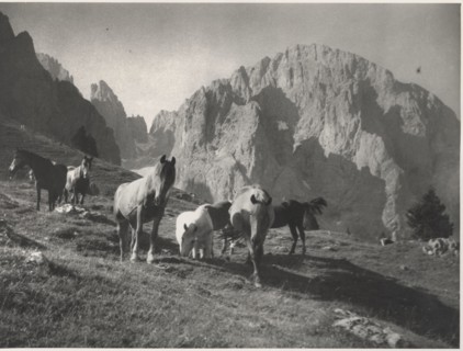 Horses grazing in Alpe di Siusi, Italy