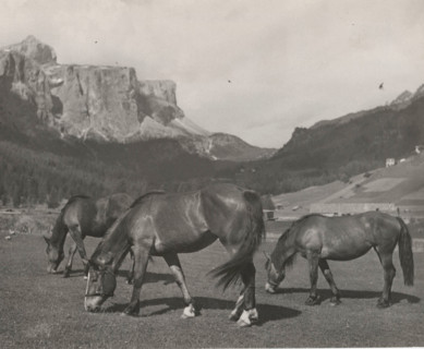 Horses grazing in Alpe di Siusi, Italy