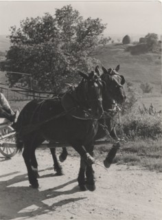 Horses